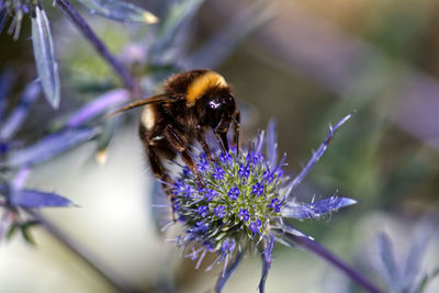 Close-up of bee pollinating on purple flower