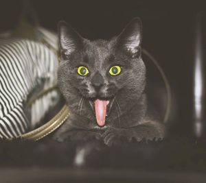 Close-up portrait of cat sticking out tongue