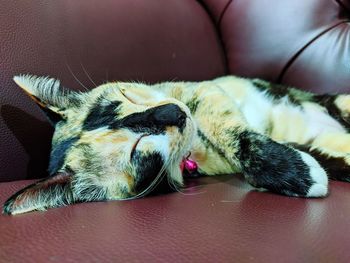 Close-up of a cat sleeping on sofa