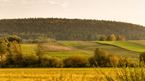 Scenic view of agricultural field against sky