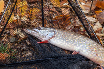 Close-up of fish