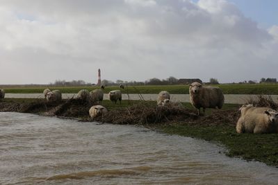 View of sheep on field against sky