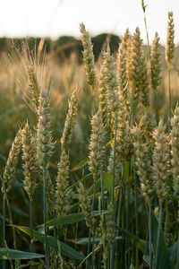 Close-up of plants growing in field