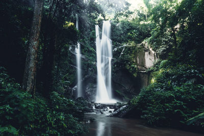 Aerial view of waterfall amidst pine trees in forest