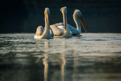 Swan swimming in lake