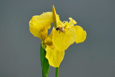 Close-up of insect on yellow flower