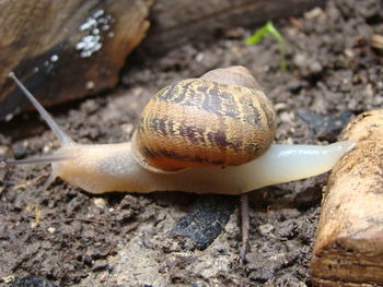 Close-up of snail on ground