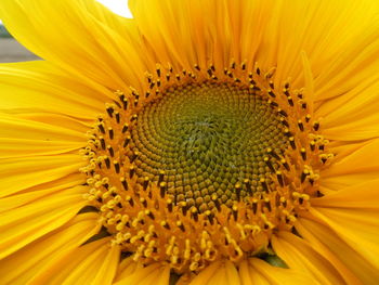 Close-up of yellow sunflower