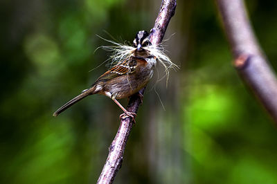 Close-up of insect perching on plant