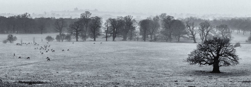 Trees on field during winter