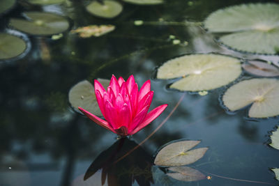 Close-up of pink water lily in lake