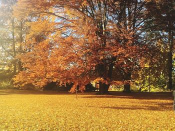 Trees on field during autumn