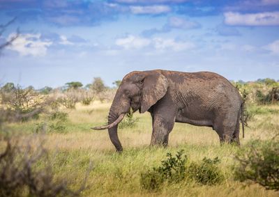 Side view of elephant on field