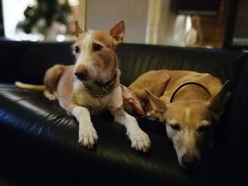 Portrait of dog relaxing at home