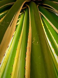 Close-up of succulent plant