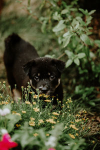 Portrait of puppy on field