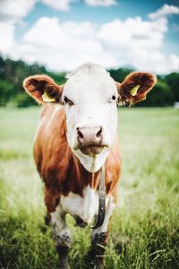 Portrait of cow on field