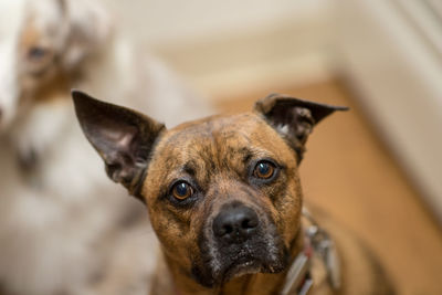 Close-up portrait of dog at home