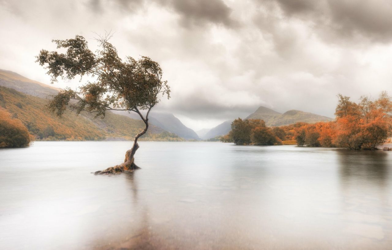 SCENIC VIEW OF LAKE BY TREE AGAINST SKY