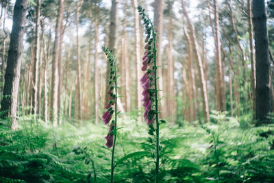 Bamboo trees in forest