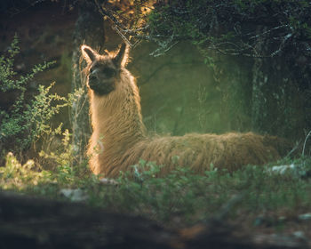 Cat sitting in a forest