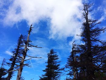 Low angle view of trees against blue sky