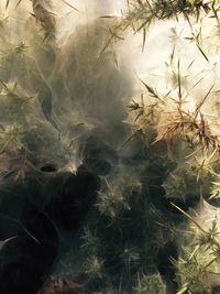 Full frame shot of plants in water