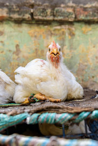 Close-up of rooster