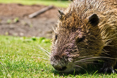 Close-up of capybara on grassy field