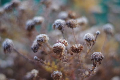 Close-up of wilted plant on field during winter