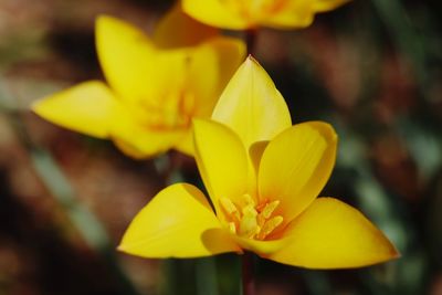 Close-up of yellow flowering plant