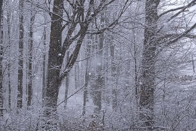 Bare trees in forest during winter