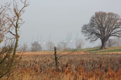 Bare trees on field against clear sky