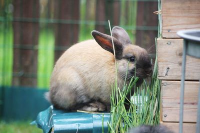 View of a bunny sitting outdoors