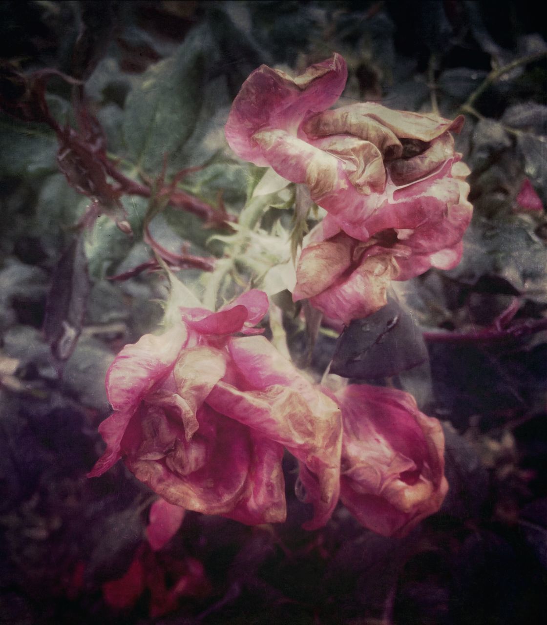 flower, pink color, close-up, petal, fragility, freshness, growth, beauty in nature, nature, focus on foreground, plant, flower head, selective focus, outdoors, rose - flower, no people, blooming, day, season, leaf