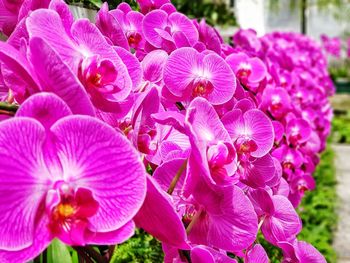 Close-up of pink orchids blooming in park