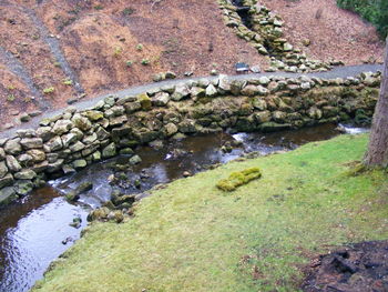 High angle view of turtle in water