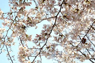 Low angle view of cherry blossom against clear sky