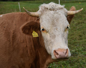 Close-up of cow on field