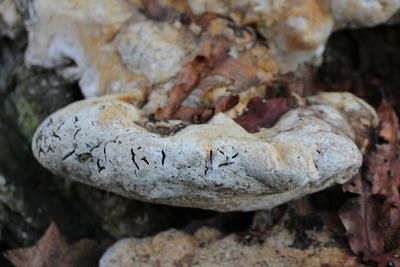 Close-up of rocks