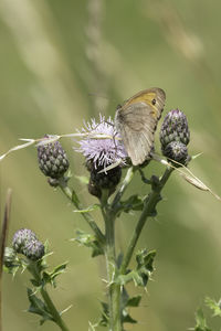 Close-up of butterfly pollinating on purple flower