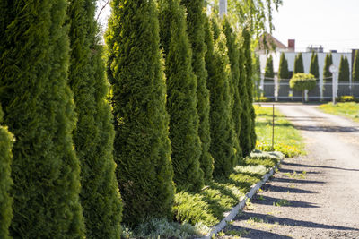 Road by trees in park