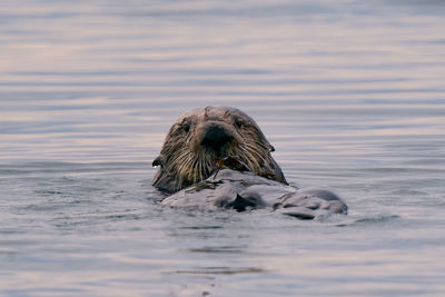 California sea otter eating crab