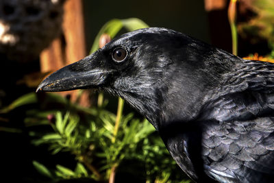 Big black bird