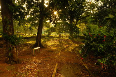 Trees in sunlight