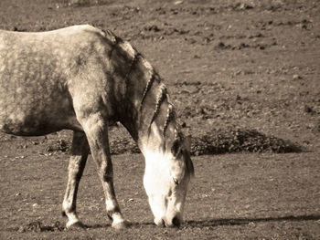 Horse standing in a field