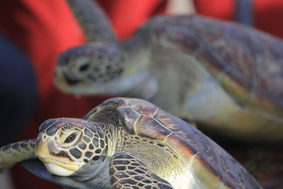 Close-up of turtle