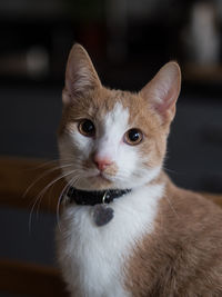 Close-up portrait of a cat