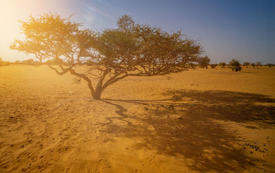 Acacia tree acacieae in the desert of sudan, africa