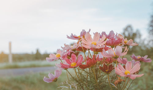 Close-up of pink flowering plants on field against sky